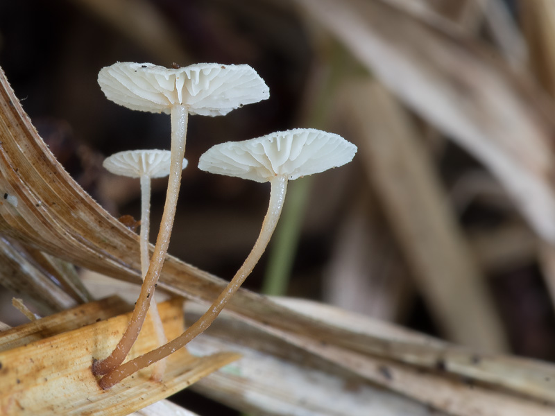 Marasmiellus vaillantii